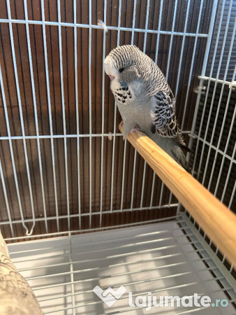 Papagali peruși standard pui și tineret 