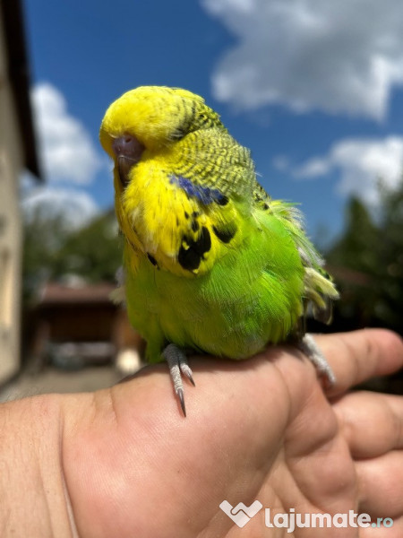 Papagali peruși standard pui și tineret 