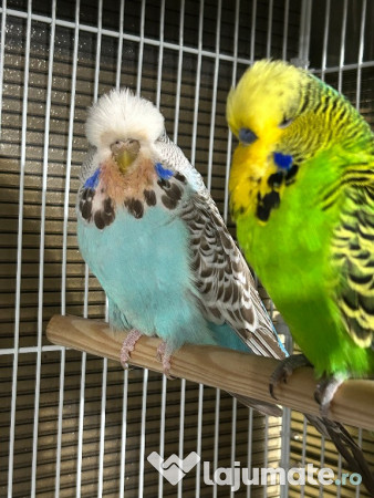 Papagali peruși standard pui și tineret 
