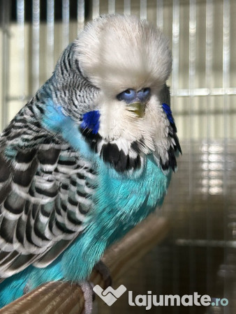 Papagali peruși standard pui și tineret 