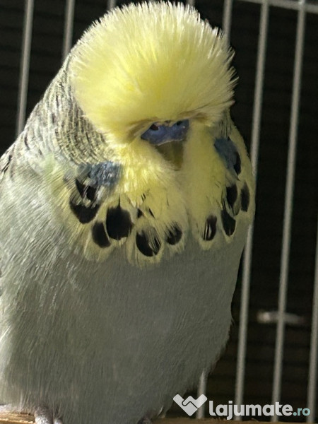 Papagali peruși standard pui și tineret 