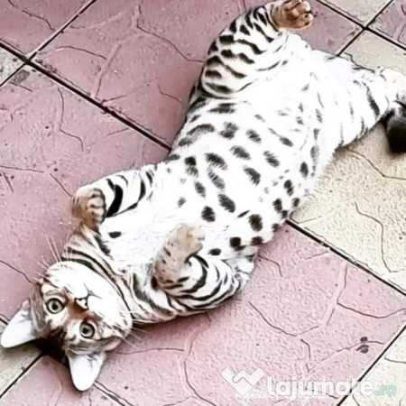 Pui pisica bengaleza/Bengal cat 