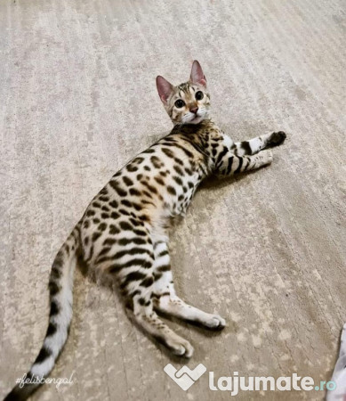 Pui pisica bengaleza/Bengal cat 