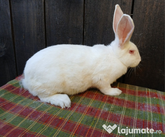 Femele hycole francez!