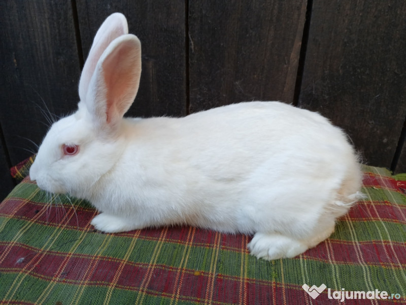 Femele hycole francez!