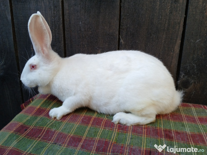 Femele hycole francez!