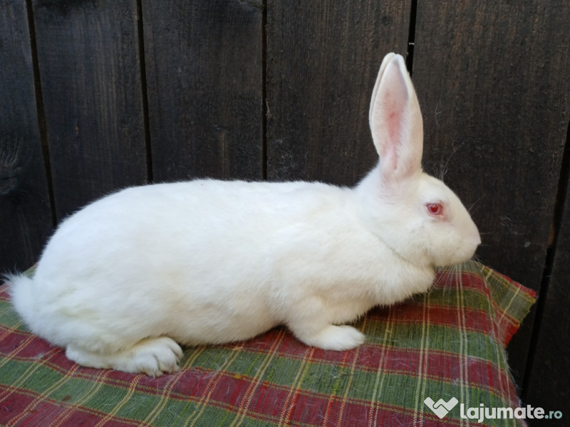 Femele hycole francez!