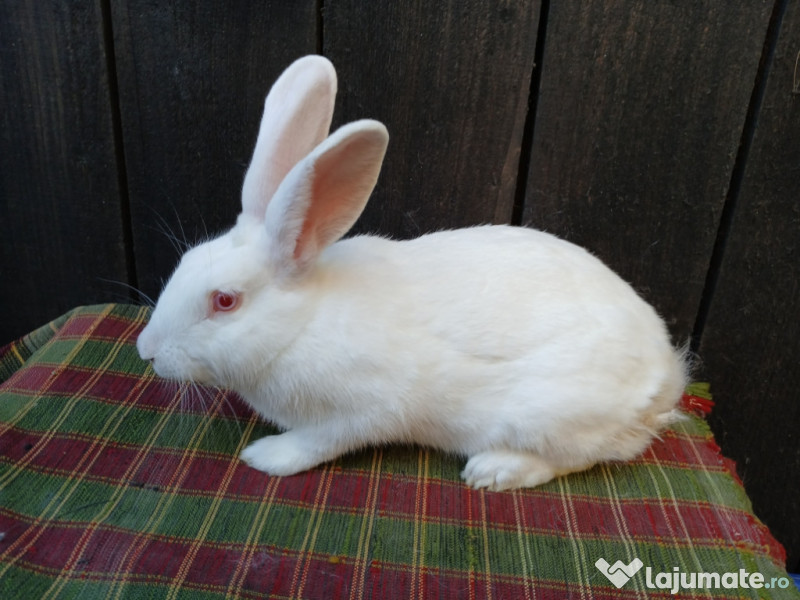 Femele hycole francez!