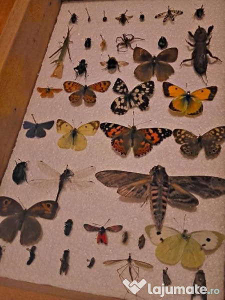 Insectar ptr. școală / facultate / agronomie / elevi 