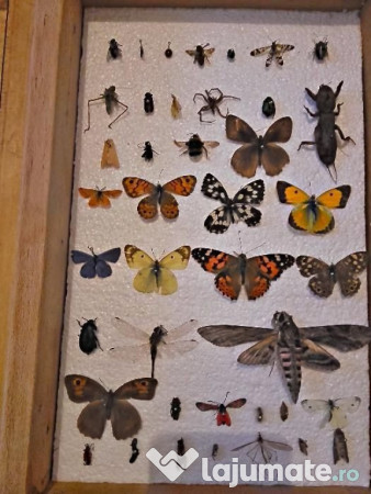 Insectar ptr. școală / facultate / agronomie / elevi 