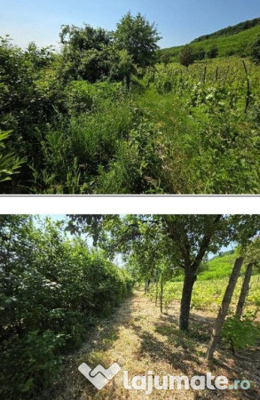 Teren Duda Epureni, ID: R2609594