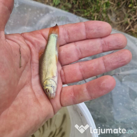 Puiet peste pt. populare balta helesteu lac 