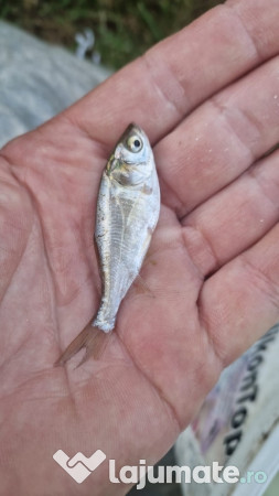 Puiet peste pt. populare balta helesteu lac 