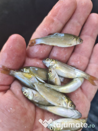 Puiet peste pt. populare balta helesteu lac 