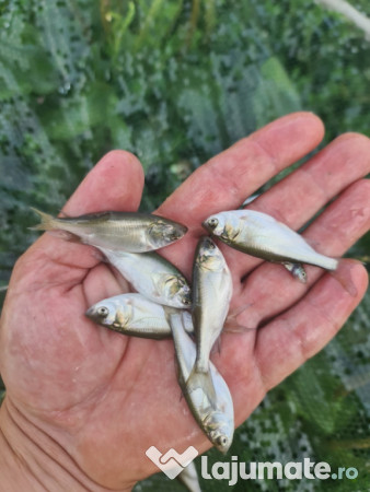 Puiet peste pt. populare balta helesteu lac 