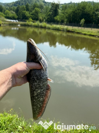Puiet peste pt. populare balta helesteu lac 