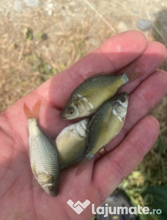 Puiet peste pt. populare balta helesteu lac 