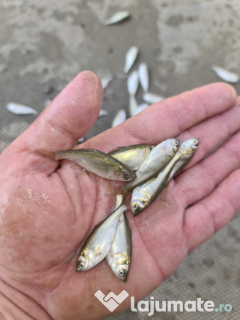 Puiet peste pt. populare balta helesteu lac 