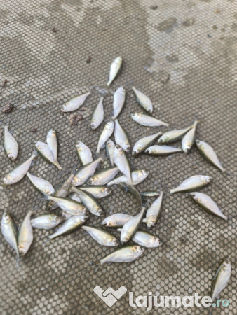 Puiet peste pt. populare balta helesteu lac 