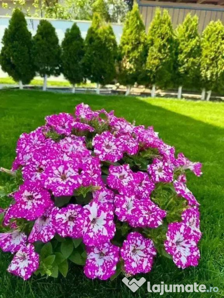 CARTIER LUX FINALIZAT-CASA NOUA INDIVIDUALA-PIPERA TUNARI