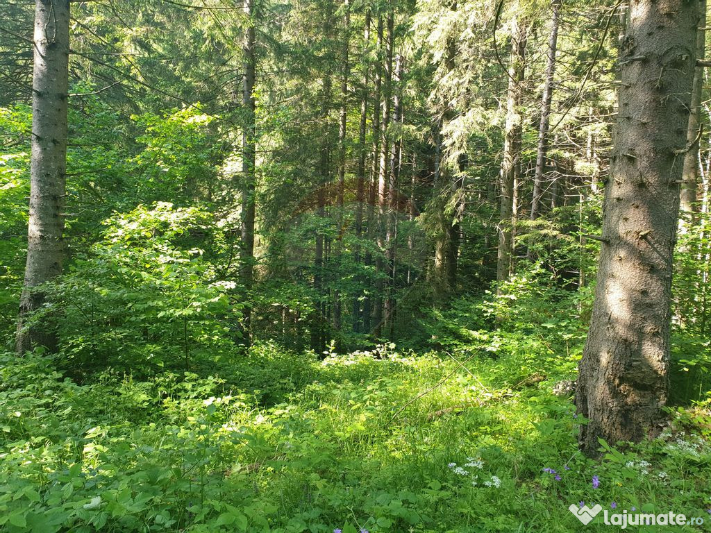 Teren intravilan, 56000 mp, Poiana Braşov 