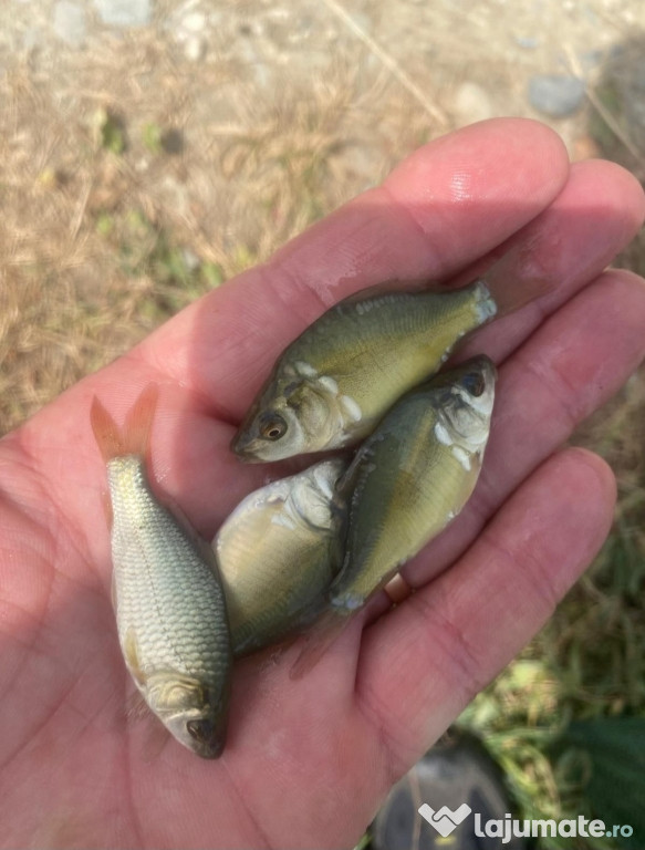 Puiet peste:salau,somn,crap,gitofag,novac,amur,Lin,amur negru 