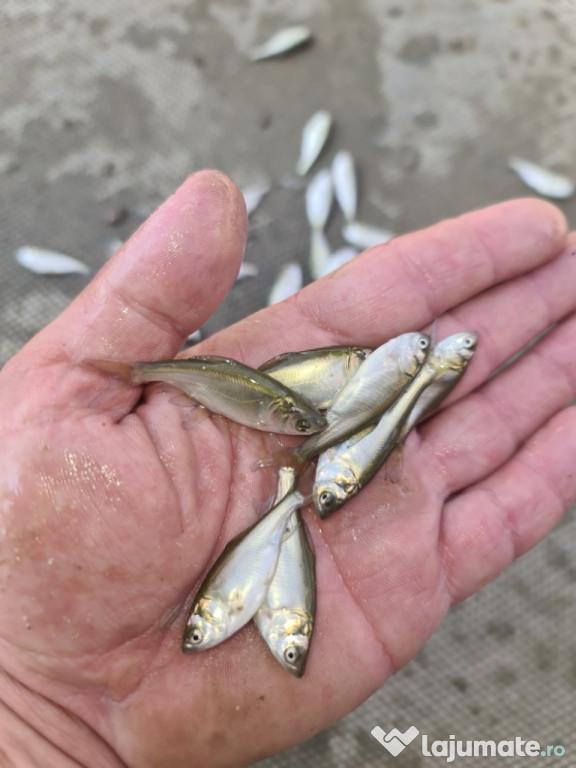 Puiet peste:salau,somn,crap,gitofag,novac,amur,Lin,amur negru 