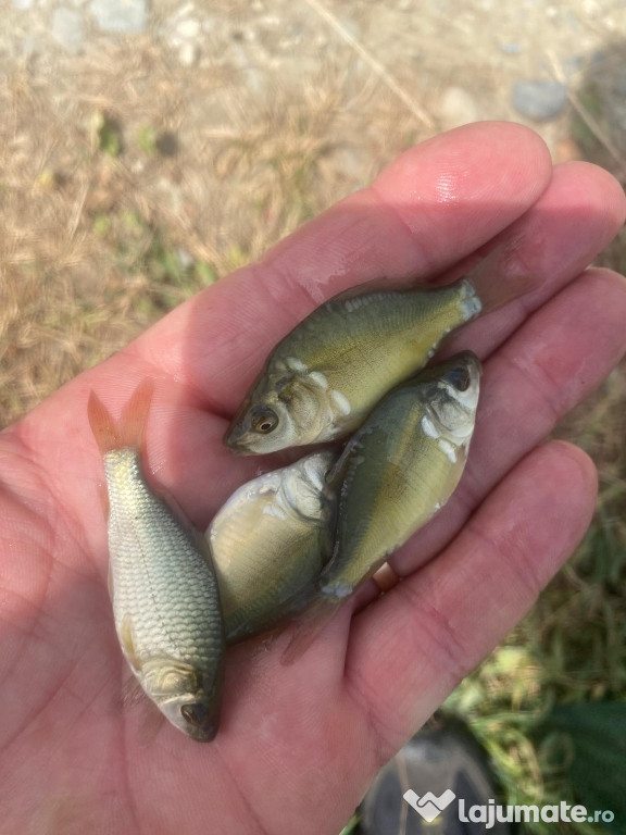 Puiet peste:salau,somn,crap,gitofag,novac,amur,Lin,amur negru 