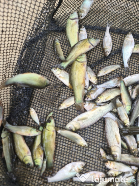 Puiet peste:salau,somn,crap,gitofag,novac,amur,Lin,amur negru 