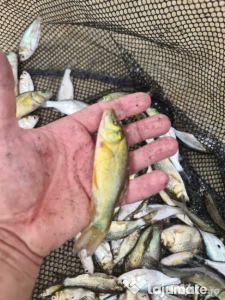 Puiet peste:salau,somn,crap,gitofag,novac,amur,Lin,amur negru 