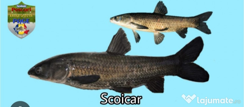 Puiet peste:salau,somn,crap,gitofag,novac,amur,Lin,amur negru 