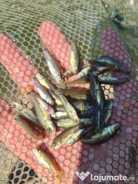 Puiet peste:salau,somn,crap,gitofag,novac,amur,Lin,amur negru 