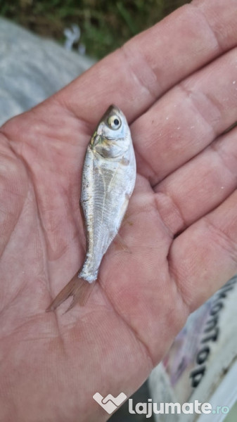 Puiet peste:salau,somn,crap,gitofag,novac,amur,Lin,amur negru 