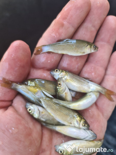 Puiet peste:salau,somn,crap,gitofag,novac,amur,Lin,amur negru 