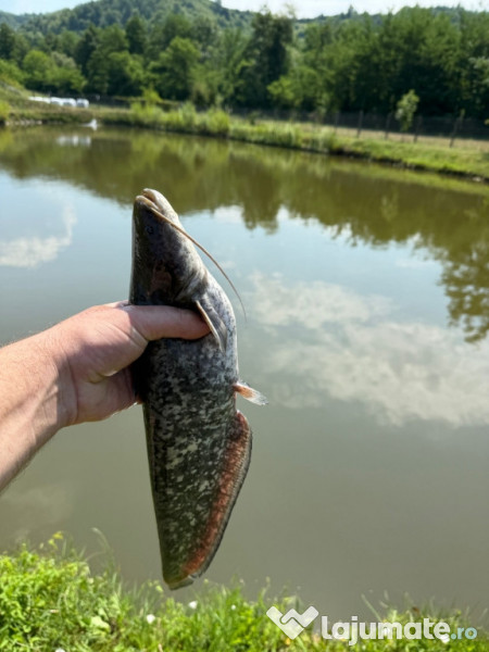 Puiet peste:salau,somn,crap,gitofag,novac,amur,Lin,amur negru 