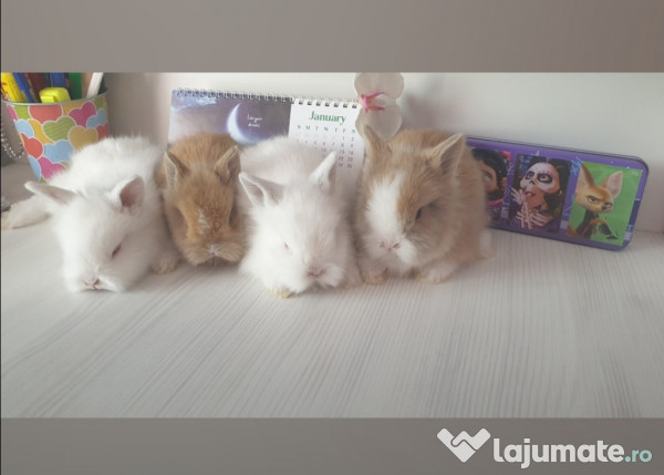 Iepure mic cu urechile mici 