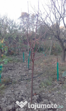 Pomi fructiferi mari 