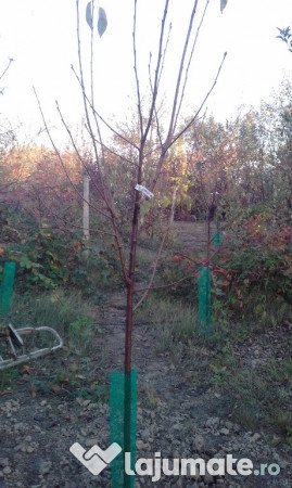 Pomi fructiferi mari 