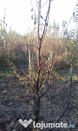 Pomi fructiferi mari 