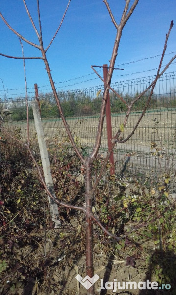 Pomi fructiferi mari 