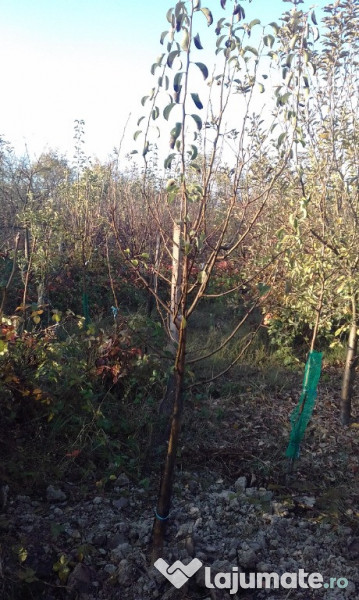 Pomi fructiferi mari 