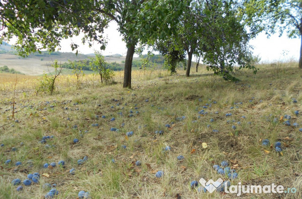 Palinca din prune bio 52 de grade fara zahar 