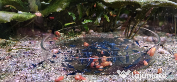 Creveti acvariu Blue dream high grade