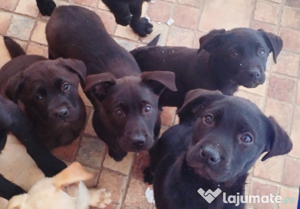 Pui de labrador 3 luni 