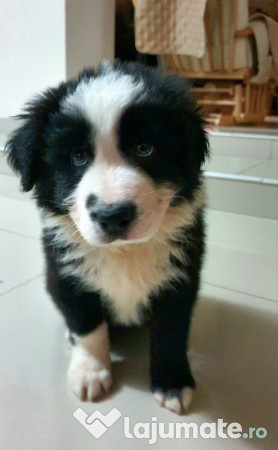 Border Collie Adorabili