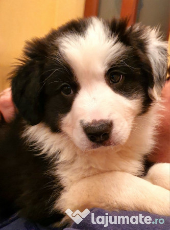 Border Collie Adorabili