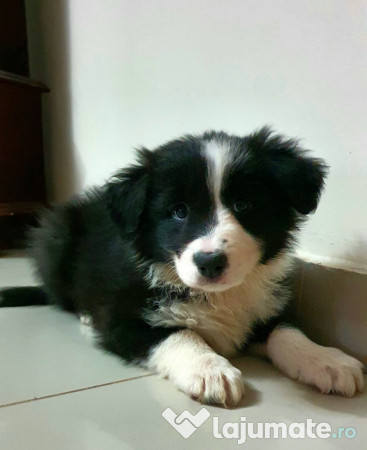 Border Collie Adorabili