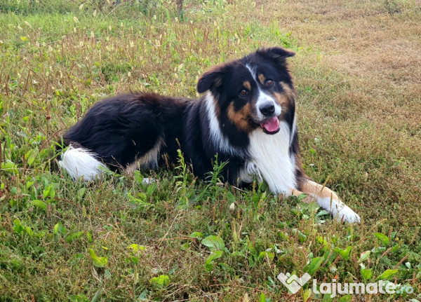 Border Collie Adorabili