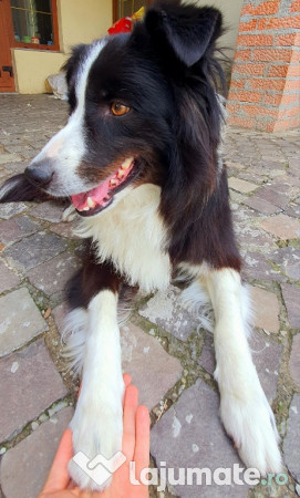 Border Collie Adorabili