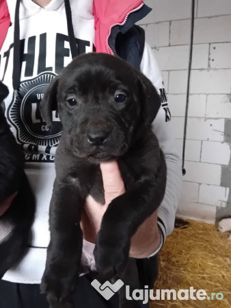 Pui labrador Retriver